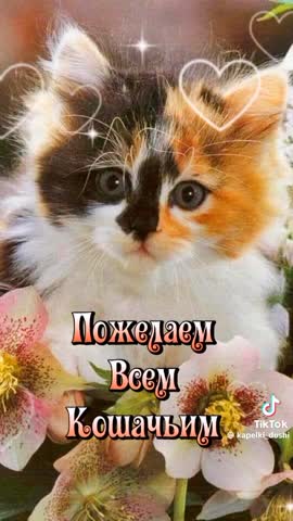 video-17ea7407ad4703fbd1138b3eba2a1936-V