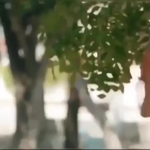 video_8066255096411