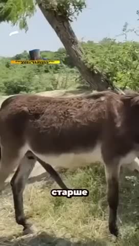 золотой_деликатес