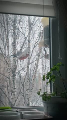 VID_20250320_181508_498