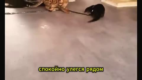 Спасла_детёныша_выдры