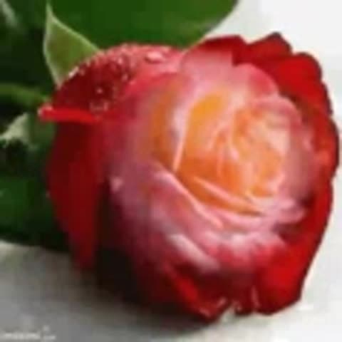 VID_20250325_025257_000