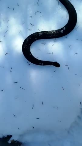 video_2025-03-26_10-35-52