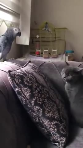 -Котики-и-Попугаи-