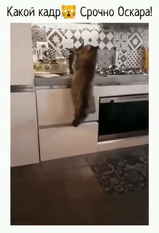 Котики