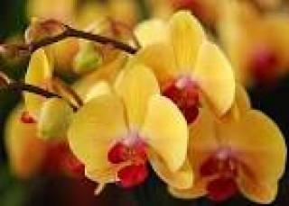 images-3