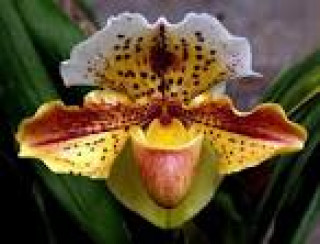 images-30