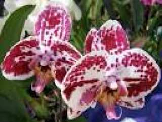 images-31
