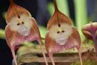 images-32