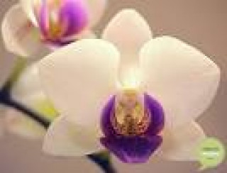 images-33