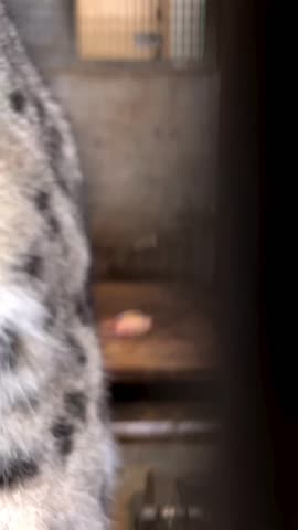 45556666