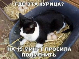 Кот