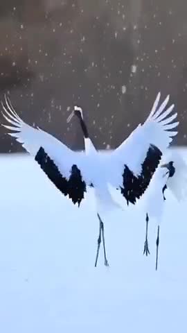 вальс_вальс