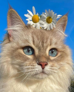 HjBbbYV15QEeZ8_3NjQMQSsGJj_fMC1MF5mOAC4XM-2ojwytocdXVEkCjsnpn5SLLvE4dex2GcdNWxujguWK3Ph2