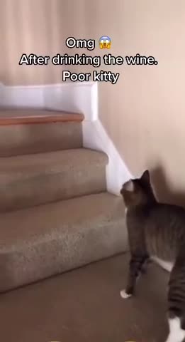 Все мы немного этот котик