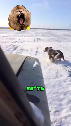 AQN_J_k5i8H1fBhRPWyjZDoZUGHFAQham00T6rkyH76LY_zjrD6Di3d0f1ryg