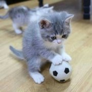 Кот1
