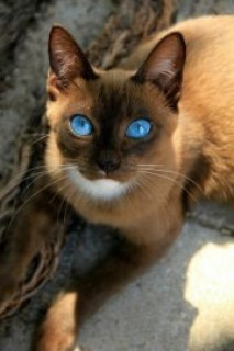 Кот2