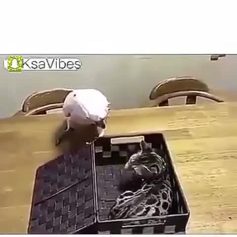 открыл_закрыл