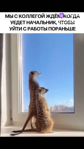 clip-222154214_456242271