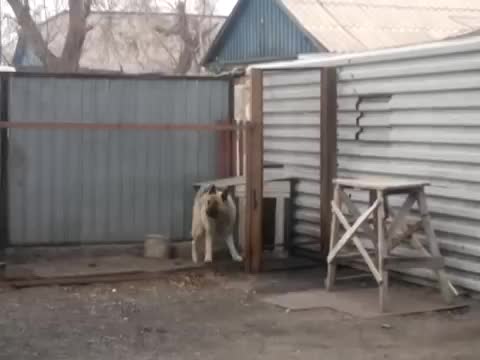 sobaka-tantet_1501712