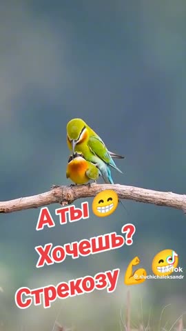 Стрекозу_будешь
