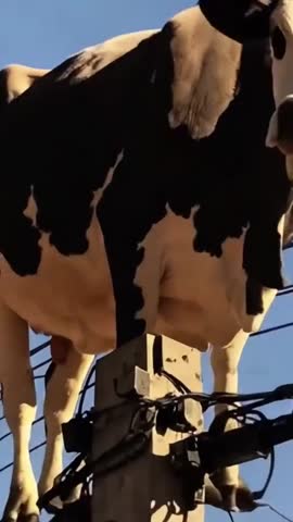 Внимание вопрос