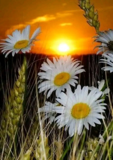 FB_IMG_17485373048395053