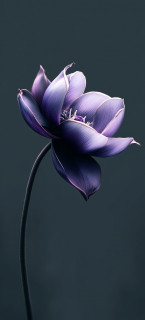 1402559_original_3240x7184_1748456546