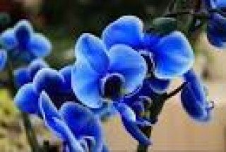 images-35