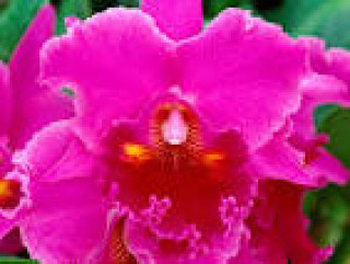 images-36