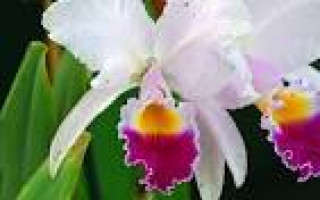 images-37