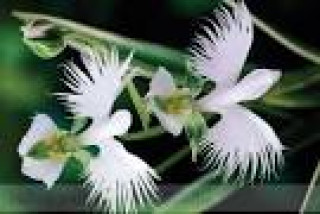 images-39