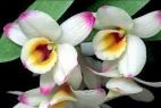 images-40