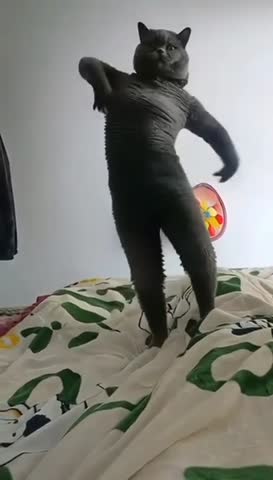 кошечки