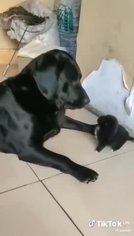 Сейчас_как_дам