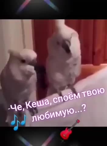 Чё_Кеша_споём