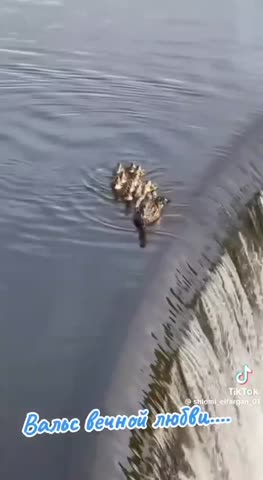 Вот это любовь