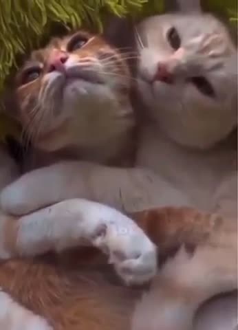 Картонные_улыбки_-_Видео_от_Картонные_улыбки_7_1