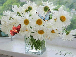 109784554_romashki_babochki_content