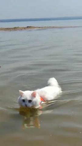 VID_20250809_184213_359