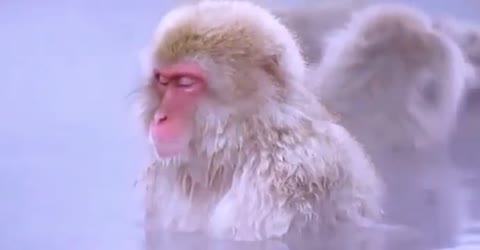 каждая_фраза_тост