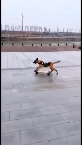 -Умные-Собаки-