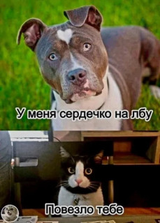 395139833_p_600_600_0