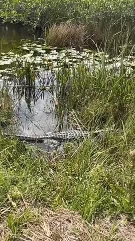 у_бабушки_в_деревне