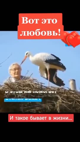 Вот это любовь