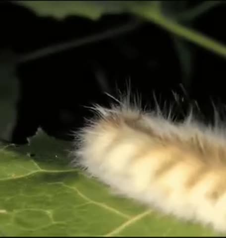 VID_20250906_012450_619