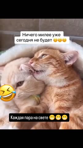 СЛАДКАЯ_ПАРОЧКА