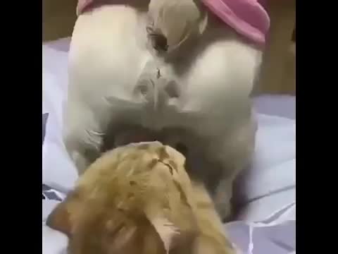 колокольчики