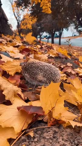 VID_20250921_210212_534